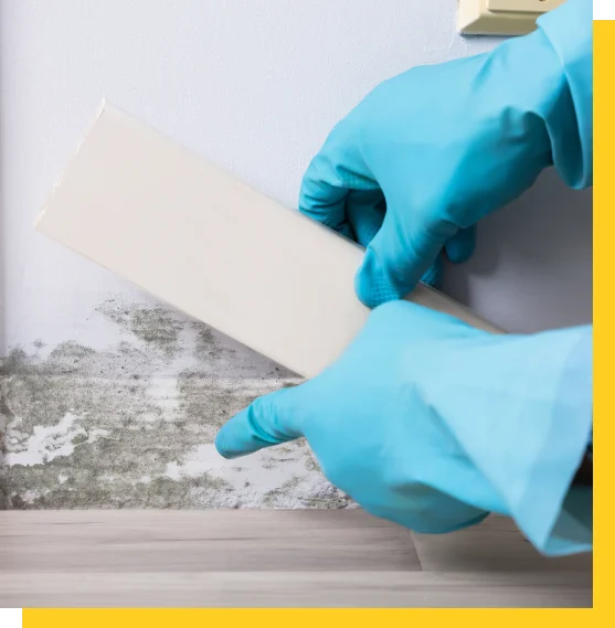 Mold Testing contractor